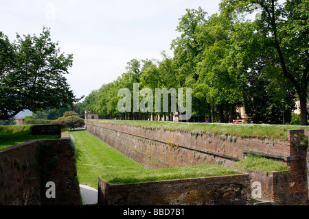 Une section de l'épais mur médiéval massivement qui entoure l'un des .LUCCA plus belles villes de Toscane,Italie. Banque D'Images