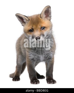 Red Fox cub 6 semaines Vulpes vulpes devant un fond blanc Banque D'Images