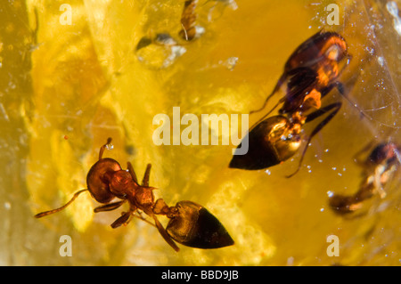 Les fourmis dans Madasgascan ( Copal-young orange) Banque D'Images