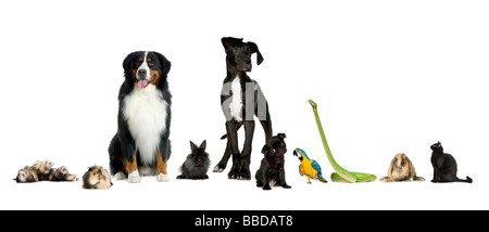Groupe d'animaux domestiques dans une matière chien chat oiseau lapin reptile ferret devant un fond blanc Banque D'Images