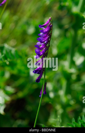 La vesce d'oiseaux, tinegrass, vesce jargeau (Vicia cracca), Leguminosae, lazio, Italie Banque D'Images