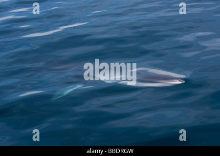 Rorqual commun Balaenoptera physalus Finnwal la tête avec évent et marquages typiques de la mer de Cortez Baja California au Mexique Banque D'Images