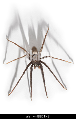 Une araignée des maisons (Tegenaria gigantea), photographiés en studio. Tégénaire (Tegenaria gigantea), photographiée en studio. Banque D'Images