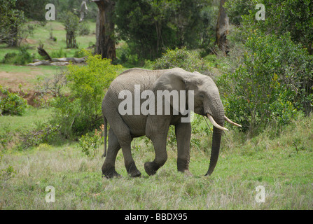 L'éléphant africain, Ol Pejeta Conservancy, au Kenya. Banque D'Images
