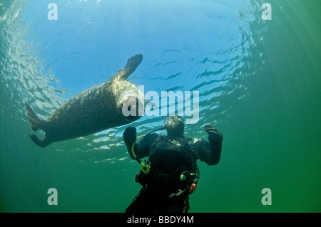 Phoque commun européen et de scuba diver, Phoca vitulina vitulina Banque D'Images