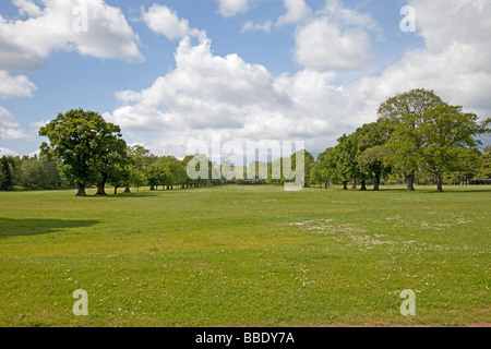 Avenue d'arbres plantés le long de entrée de Tredegar House newport South Wales UK Banque D'Images