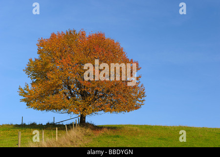 Cherry Tree in autumn, Hesse, Allemagne Banque D'Images