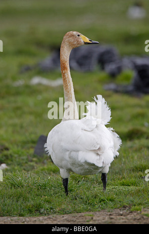 Cygne chanteur Banque D'Images