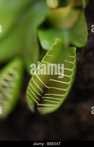 Venus flytrap Dionaea muscipula, Droseraceae Banque D'Images