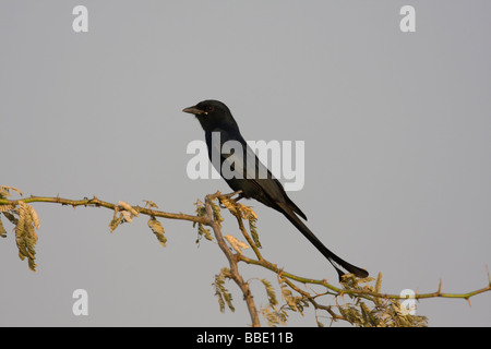 Black Drongo Dicrurus macrocercus assis sur la branche épineuse avec fond de ciel bleu dans l'Inde. Banque D'Images