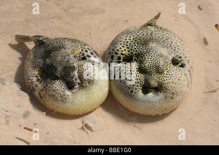 Une des variations géographiques de l'Blassop à taches blanches Arothron hispidus prises sur la plage Ifaty, Madagascar Banque D'Images