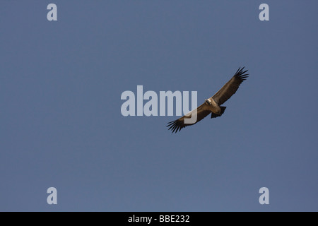 Vautour Gyps indicus à long bec planeur contre le ciel bleu, Ranthambore, Inde Banque D'Images