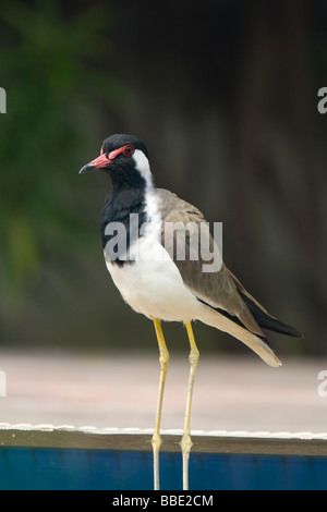 Réorganisation de sociable Vanellus indicus rouge debout à côté d'une piscine extérieure, de l'Inde. Banque D'Images