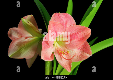 Amaryllis Amaryllis schwarz auf sur noir 04 Banque D'Images