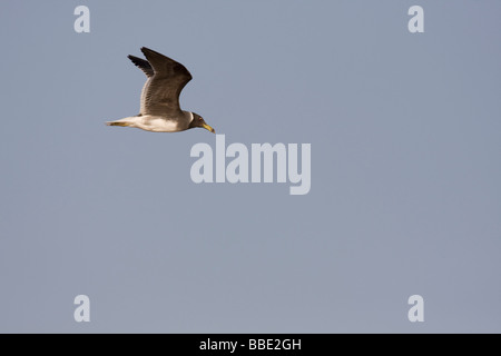 Les adultes Larus hemprichii voler contre fond de ciel bleu, Sharm El Sheik, Nabq, l'Égypte. Banque D'Images