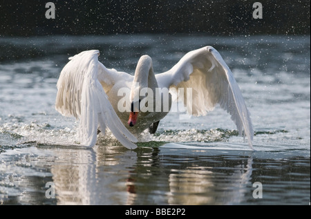 Mute Swan (Cygnus olor), attaquant homme Banque D'Images