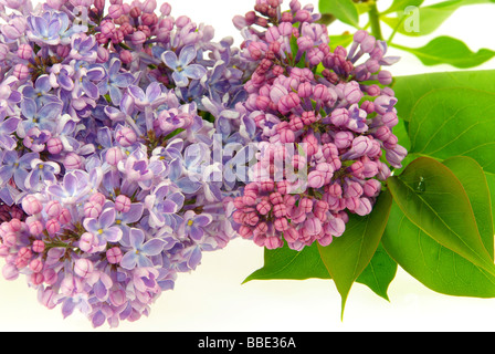 Flieder auf weiss lilas blanc sur 05 Banque D'Images