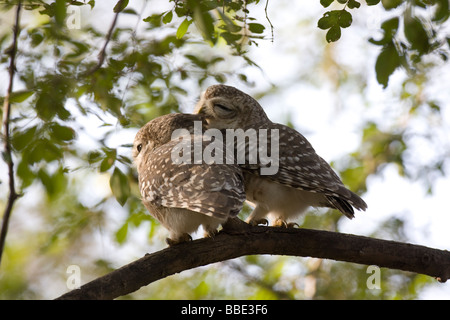 Paire de Spotted Owlet Athena brama se lisser les uns les autres sur la branche dans le parc national de Ranthambore, en Inde. Banque D'Images