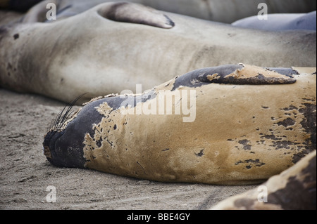L'éléphant, Mirounga angustirostris, pendant la mue de printemps à San Simeon - Piedras Blancas Beach, Californie Banque D'Images