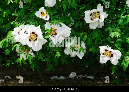 Pivoines blanches (Paeonia) Banque D'Images