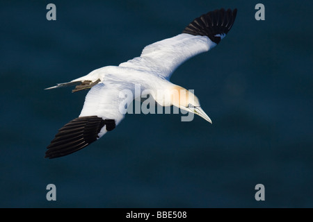 Des profils de Bassan (Morus bassanus) en vol avec l'océan en arrière-plan Banque D'Images