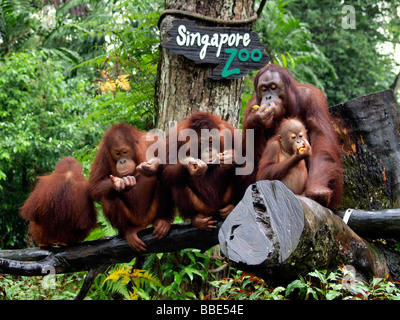 Les orangs-outans (Pongo), Zoo de Singapour, Singapour, l'Asie Banque D'Images