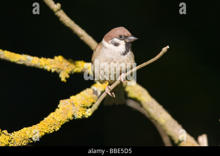 Canard pilet adultes (passer montanus) perché sur la branche couverte de lichen Banque D'Images