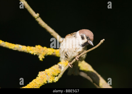 Canard pilet adultes (passer montanus) perché sur la branche couverte de lichen Banque D'Images