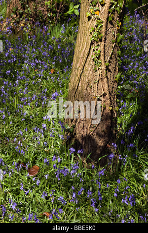 Jacinthes en Vallée d'achillée Country Park Chorley Banque D'Images