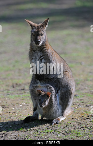 Wallaby de Bennett ou Red-necked Wallaby (Macropus rufogriseus), avec les jeunes dans la housse, de l'Australie Banque D'Images