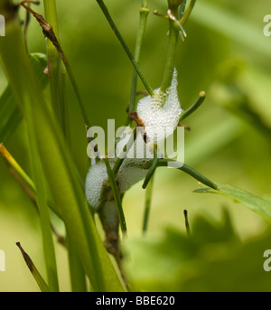 (Philoenus Froghopper commun spumarius) nymphe en mousse, France coucou spit Banque D'Images