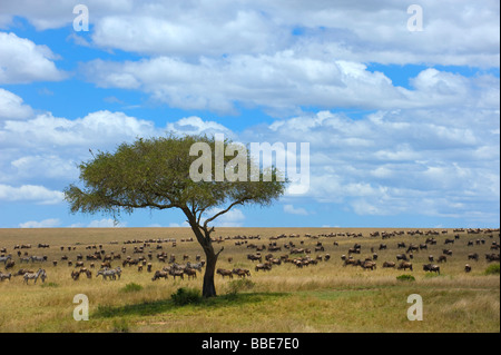 Gnous bleu (Connochaetes taurinus) et Grant's zèbres (Equus quagga boehmi) dans la steppe de la Masai Mara La Rese Banque D'Images