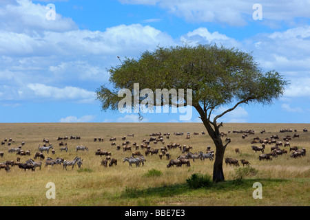 Gnous bleu (Connochaetes taurinus) et Grant's zèbres (Equus quagga boehmi) dans la steppe de la Masai Mara La Rese Banque D'Images