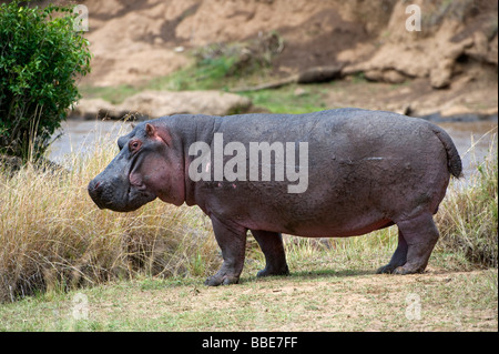 Hippopotame (Hippopotamus amphibius) sur les rives de la rivière Mara, Masai Mara National Reserve, Kenya, Afrique de l'Est Banque D'Images