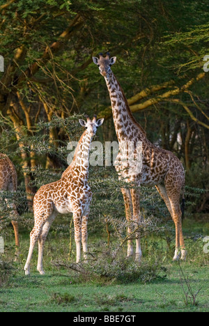 Les jeunes Masai bébé girafe avec mère Giraffa camelopardalis Giraffa camelopardalis tippelskirchi NAIVASHA Kenya Afrique de l'Est Banque D'Images