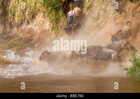 Gnous bleu (Connochaetes taurinus) traversée de la rivière Mara, Masai Mara National Reserve, Kenya, Afrique de l'Est Banque D'Images