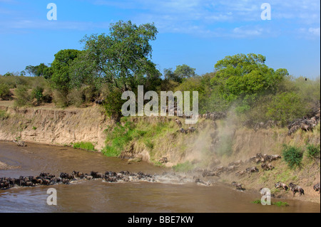 Gnous bleu (Connochaetes taurinus) traversée de la rivière Mara, Masai Mara National Reserve, Kenya, Afrique de l'Est Banque D'Images