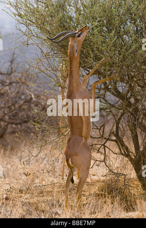 Gerenuk Litocranius walleri RÉSERVE NATIONALE DE SAMBURU, Kenya Afrique de l'Est Banque D'Images