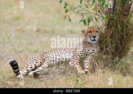 Le Guépard (Acinonyx jubatus) couché dans l'ombre d'un buisson, Masai Mara National Reserve, Kenya, Afrique de l'Est Banque D'Images