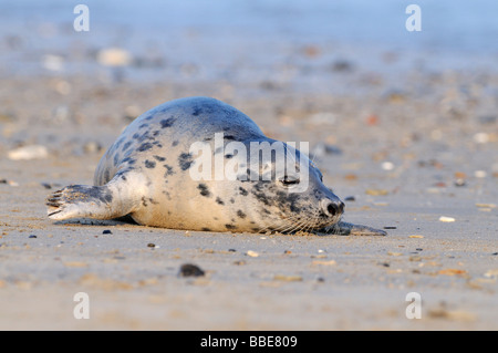 Phoque gris (Halichoerus grypus) Banque D'Images