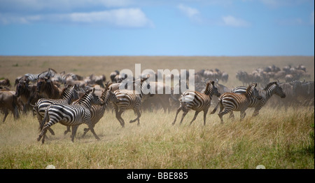 Gnous bleu (Connochaetes taurinus) et Grant's zèbres (Equus quagga boehmi) dans la steppe de la Masai Mara La Rese Banque D'Images