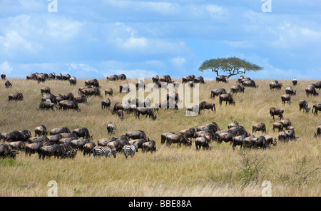 Gnous bleu (Connochaetes taurinus) et Grant's zèbres (Equus quagga boehmi) dans la steppe de la Masai Mara La Rese Banque D'Images