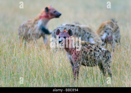 L'Hyène tachetée (Crocuta crocuta), pack, Masai Mara National Reserve, Kenya, Afrique de l'Est Banque D'Images