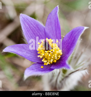 Anémone pulsatille (Pulsatilla vulgaris) Banque D'Images