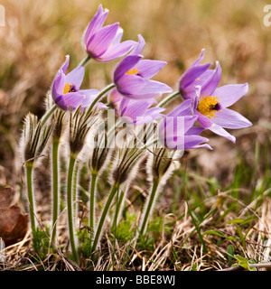 Anémone pulsatille (Pulsatilla vulgaris) Banque D'Images