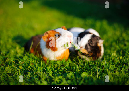 Les cobayes (Cavia porcellus) dans l'herbe Banque D'Images