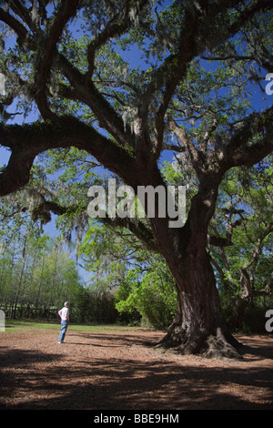 La Louisiane Avery Island Jungle Gardens Chêne à Cleveland Banque D'Images