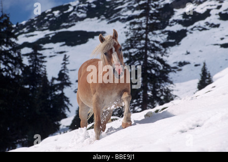 Cheval Haflinger dans de la neige profonde dans un alpage, vallée du Zillertal, Tyrol du Nord, l'Autriche, Europe Banque D'Images