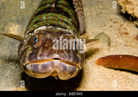 Plongeur sable Lizardfish (Synodus intermedius) head shot Banque D'Images