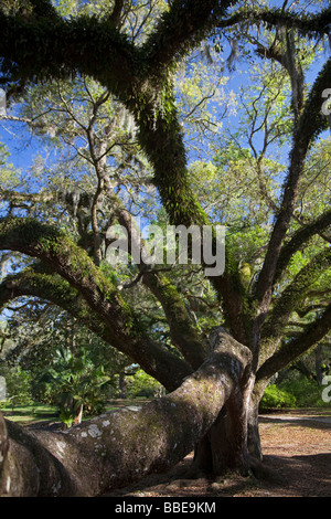 Louisiane Avery Island Jungle Gardens à Live Oak Banque D'Images